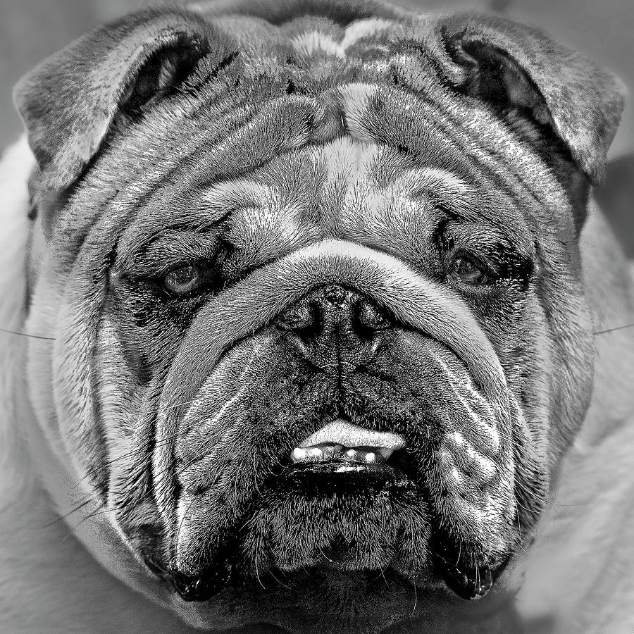 Black And White Photograph - Bulldog by Thomas Morris