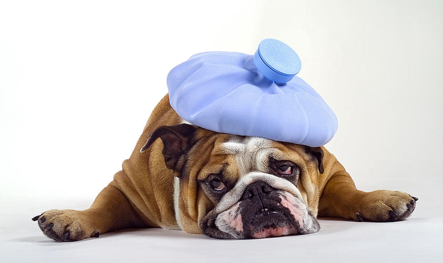 Bulldog with a headache Photograph by Thomas Firak