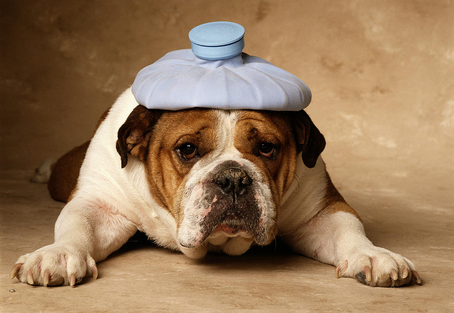 Bulldog With Headache Photograph by GK Hart/Vikki Hart