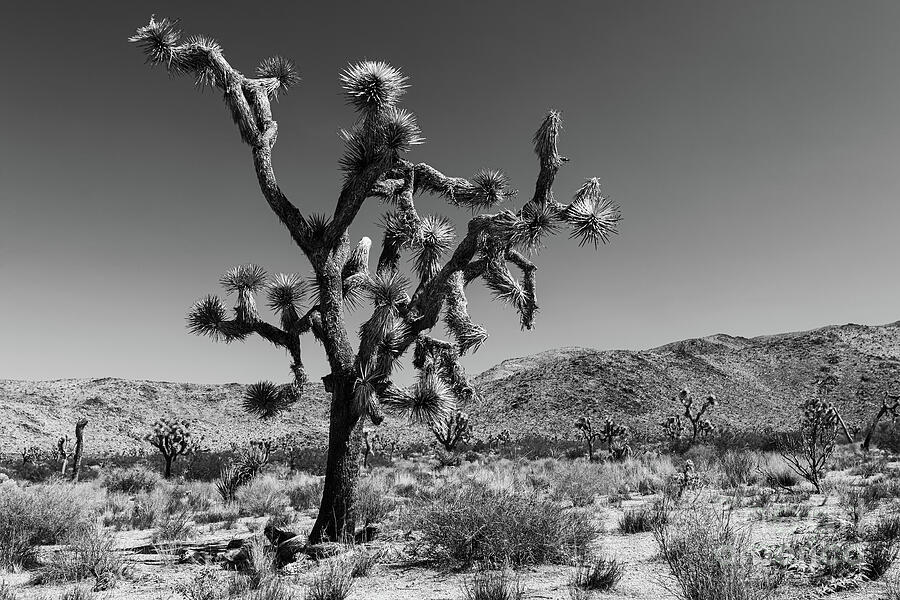 Bullet The Blue Sky - Joshua Tree N.P Photograph by Henk Meijer Photography
