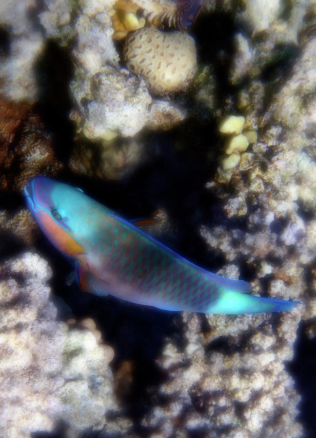 Bullethead Parrotfish Of The Red Sea 2 Photograph by Johanna Hurmerinta
