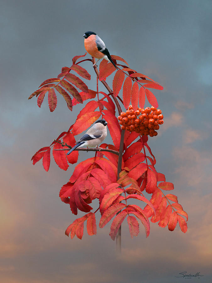 Bullfinches in Rowan Tree Digital Art by M Spadecaller