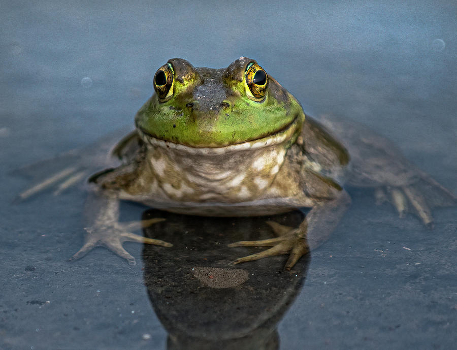 Bullfrog 2 Photograph by Rick Mosher