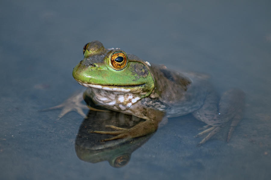 Bullfrog 5 Photograph by Rick Mosher