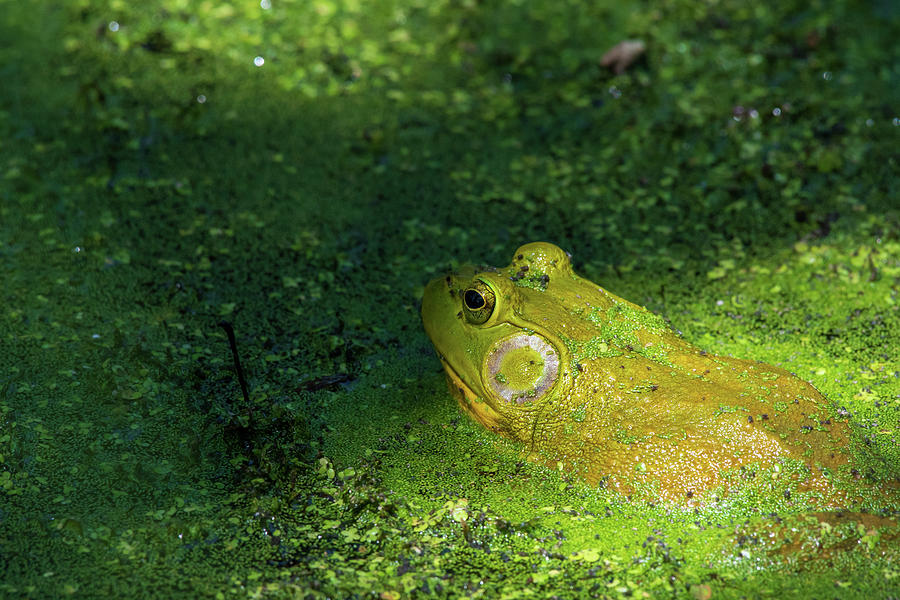 Bullfrog Basking in the Sunshine Photograph by Rose Guinther