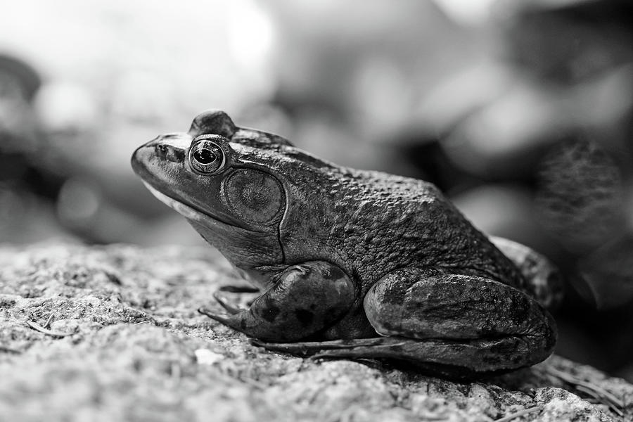 Bullfrog Black And White Photograph by Debbie Oppermann