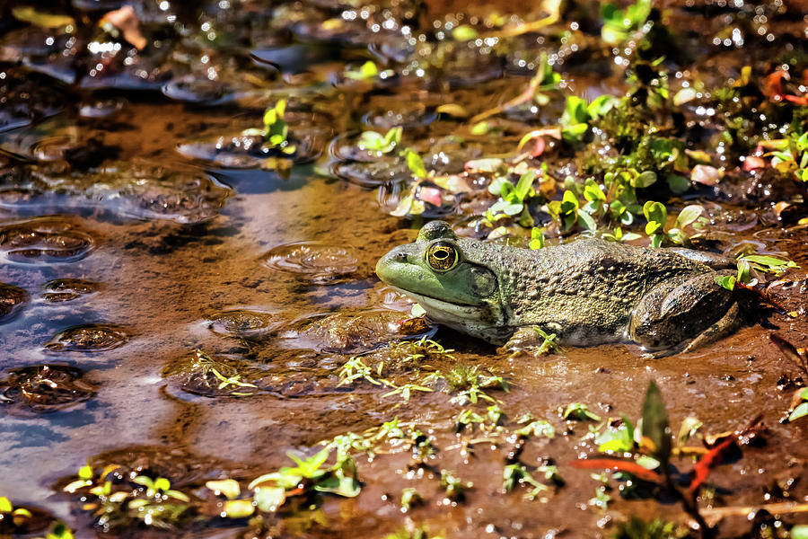 Bullfrog Enjoying a Mud Bath Photograph by Belinda Greb