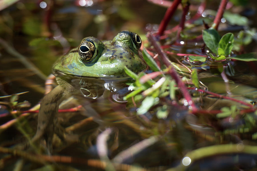 Bullfrog in lillys Photograph by Mike Fusaro