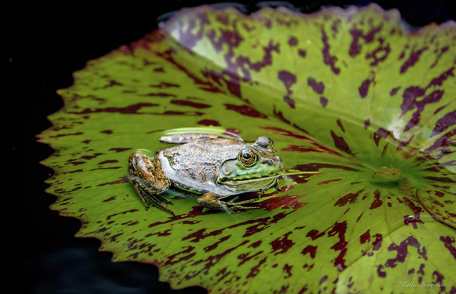 aqua lily pad bullfrog