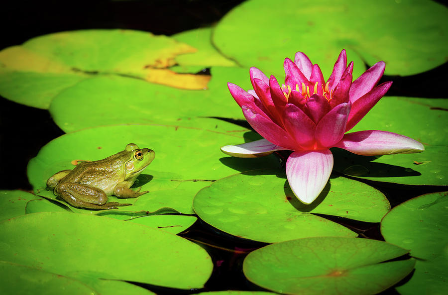 Bullfrog on a Lily Pad Photograph by Rodney Campbell