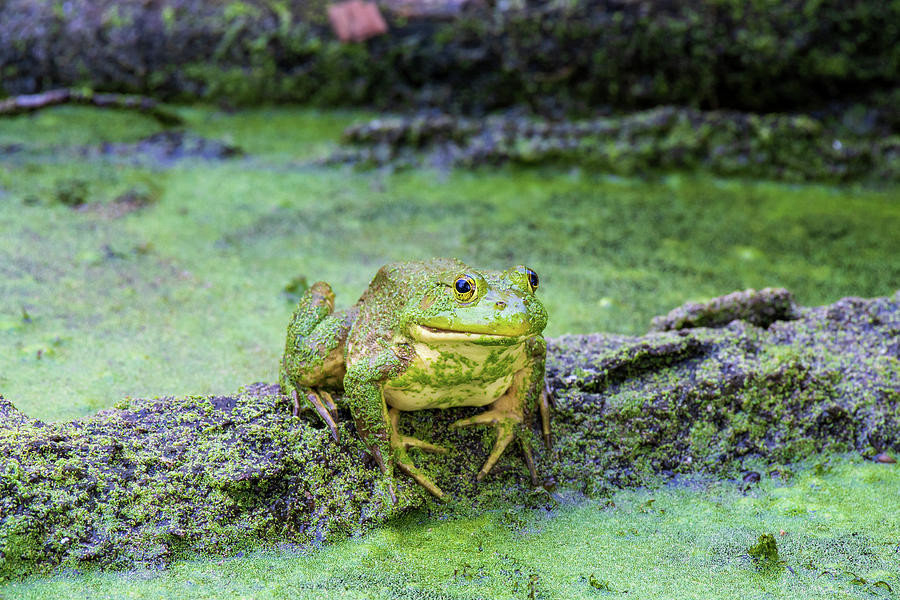 Bullfrog on a Log Photograph by Rose Guinther