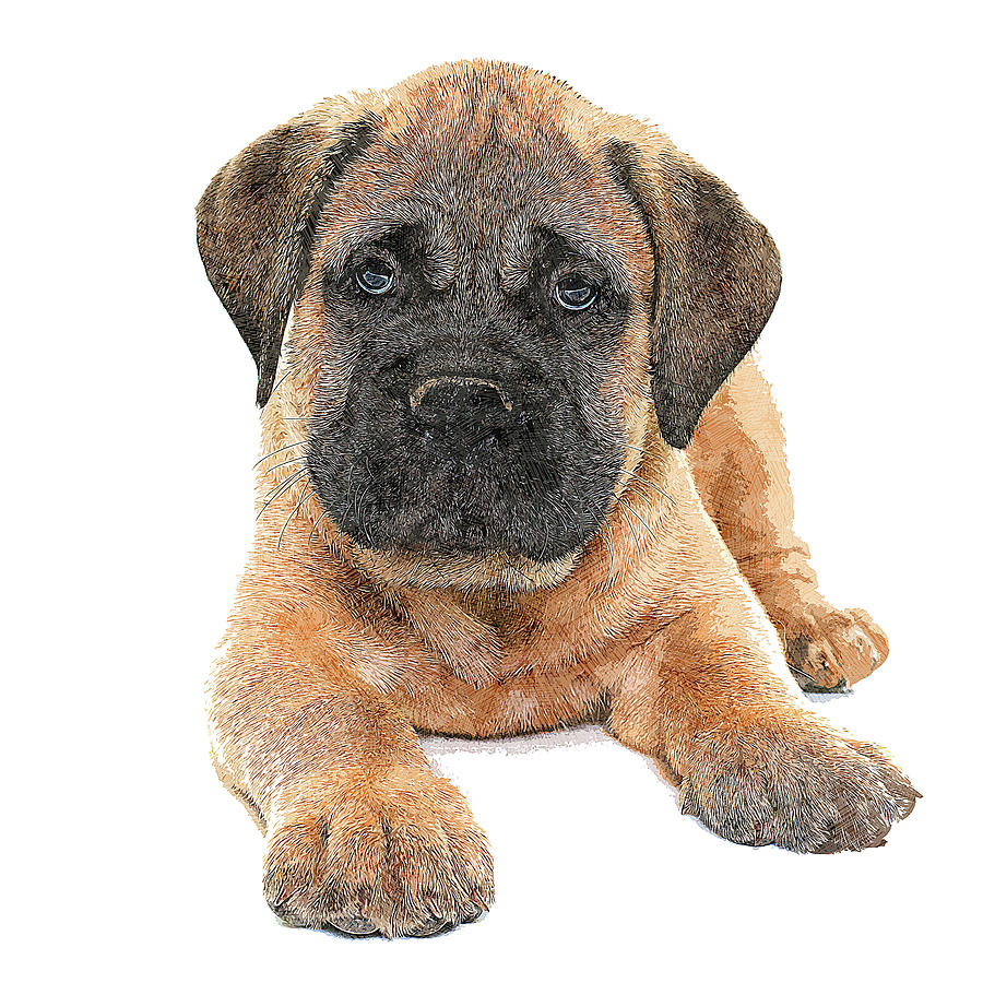 So Adorable, Bullmastiff Puppy Dog Painting by Custom Pet Portrait Art Studio