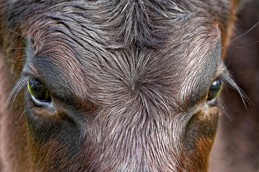 Bulls Eye Photograph by KJ Swan