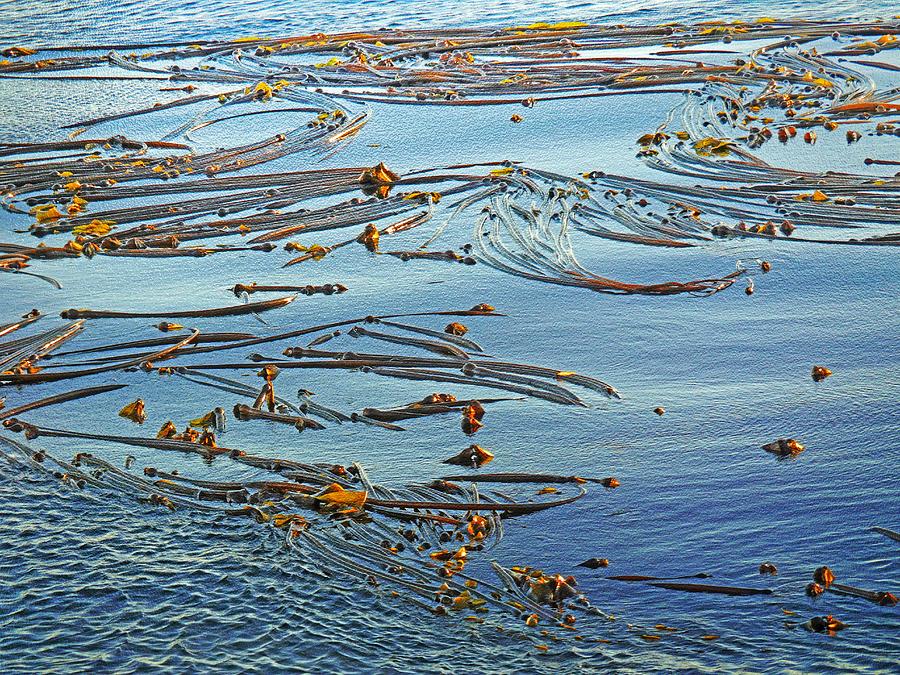 Bullwhip Kelp Photograph by Larry Paluzzi - Fine Art America