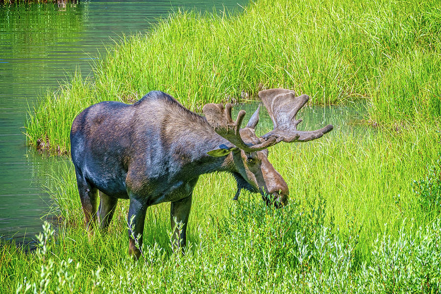Bullwinkle of the Rockies Photograph by Lynn Bauer