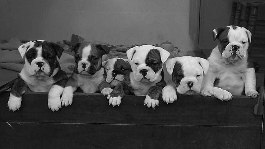 Bully Babies Photograph by Kendall Adams - Fine Art America