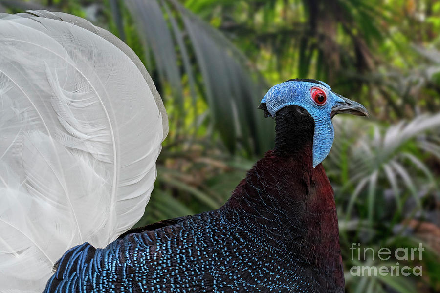 Bulwers Pheasant Photograph by Arterra Picture Library
