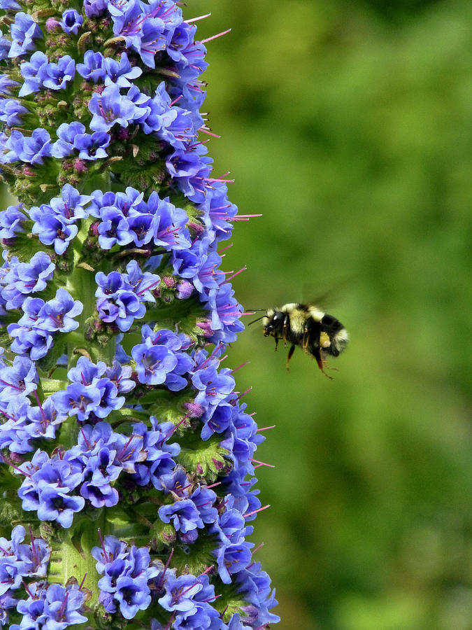 Bumblebee and Echium Photograph by Amelia Racca