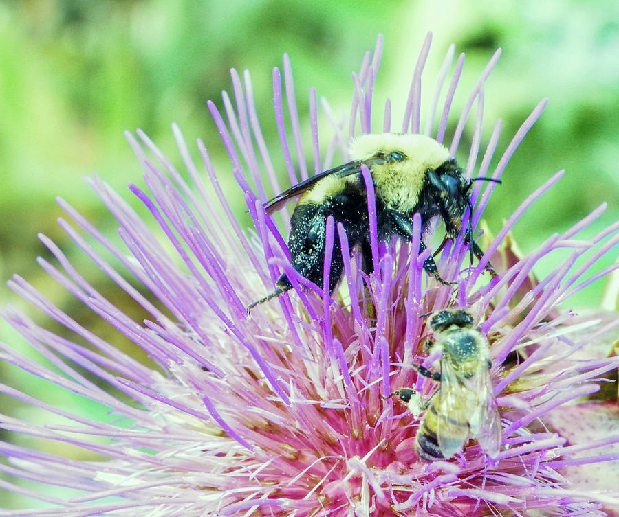 Bumble And Honeybee On A Thistle Photograph