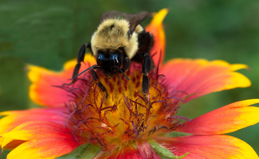 Bumble Bee and Blanket Flower Photograph by Steve Sisk - Fine Art America