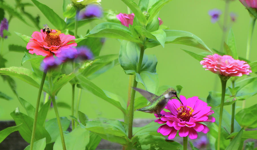 Bumble Bee and Humming Bird in the Garden Photograph by Rodney Campbell