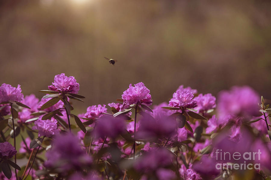 Bumble Bee And Pink Azalea Photograph