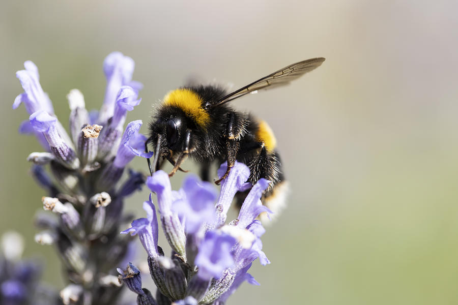 Bumble bee Photograph by Andrew Dernie