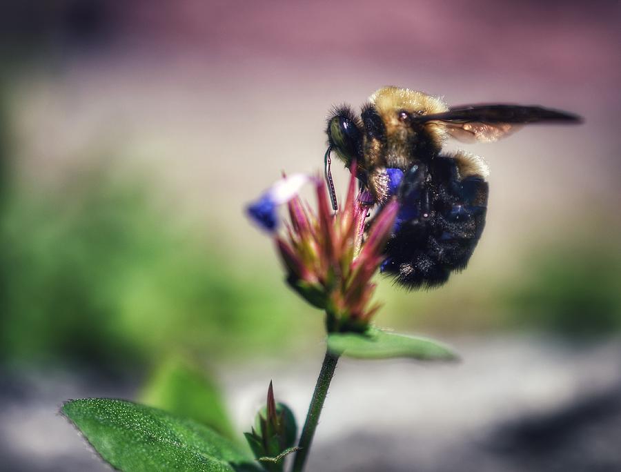 Bumble Bee at Work Photograph by Evan Foster