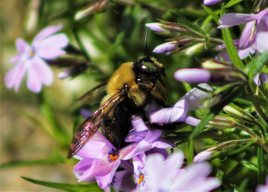 Flower Photograph - Bumble Bee at Work by Gregory A Mitchell Photography