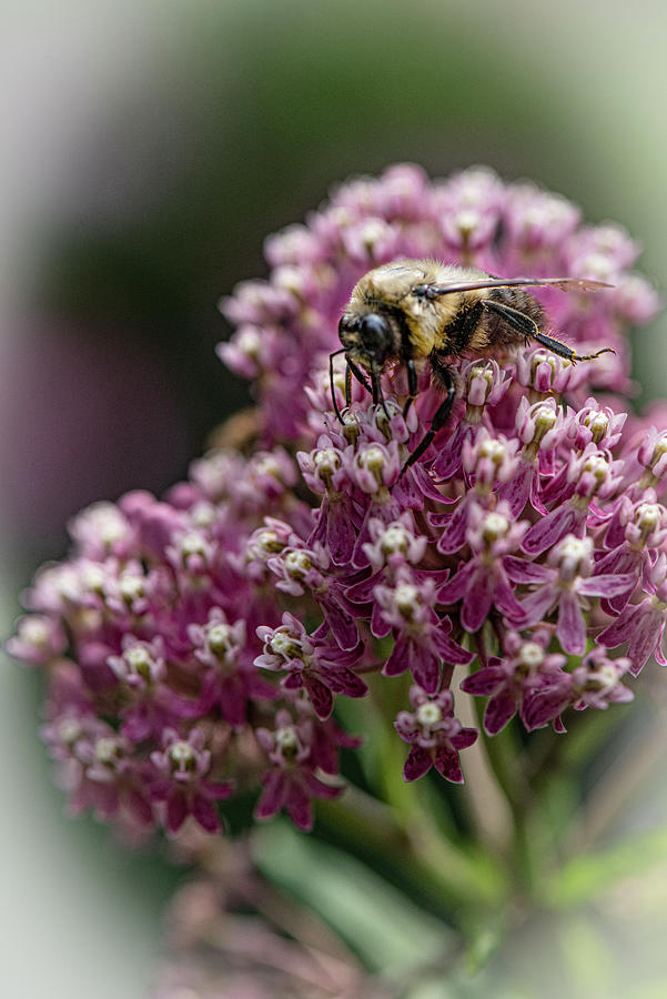 Bumble Bee-busy Pollinator Photograph