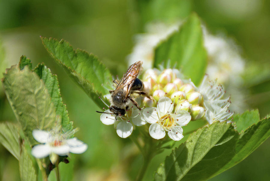 Bumble Bee Photograph by Cheryl Dumoulin - Pixels