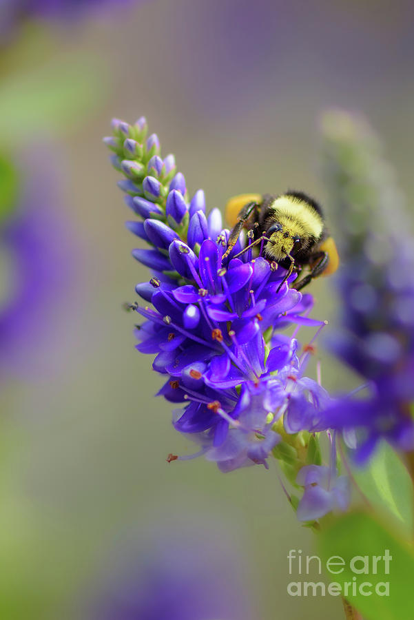 Seattle Photograph - Bumble Bee Collecting Pollen #1 by Nancy Gleason
