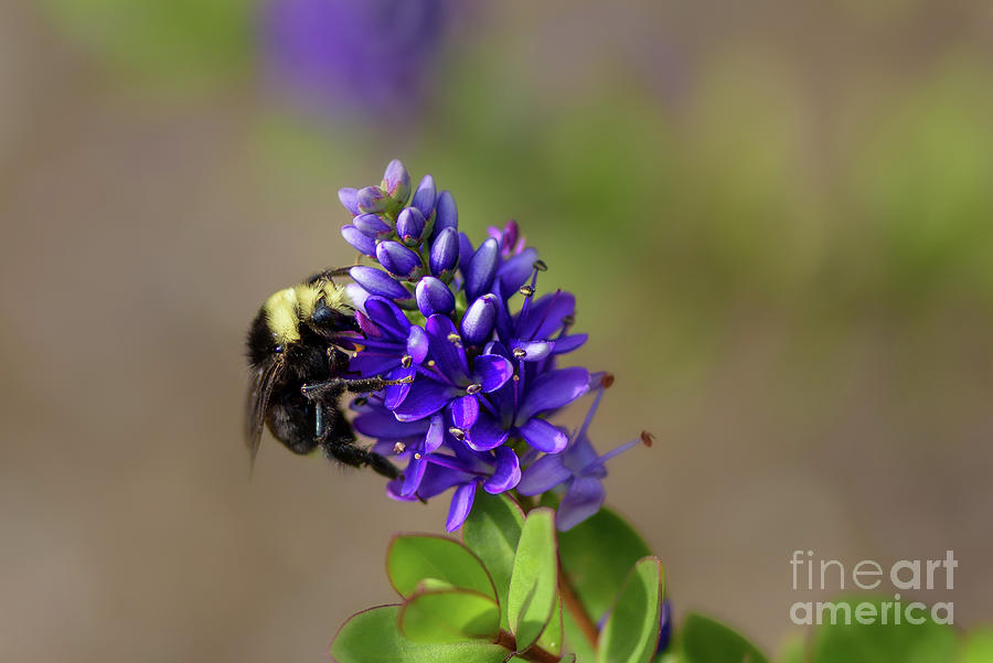 Seattle Photograph - Bumble Bee Collecting Pollen #2 by Nancy Gleason