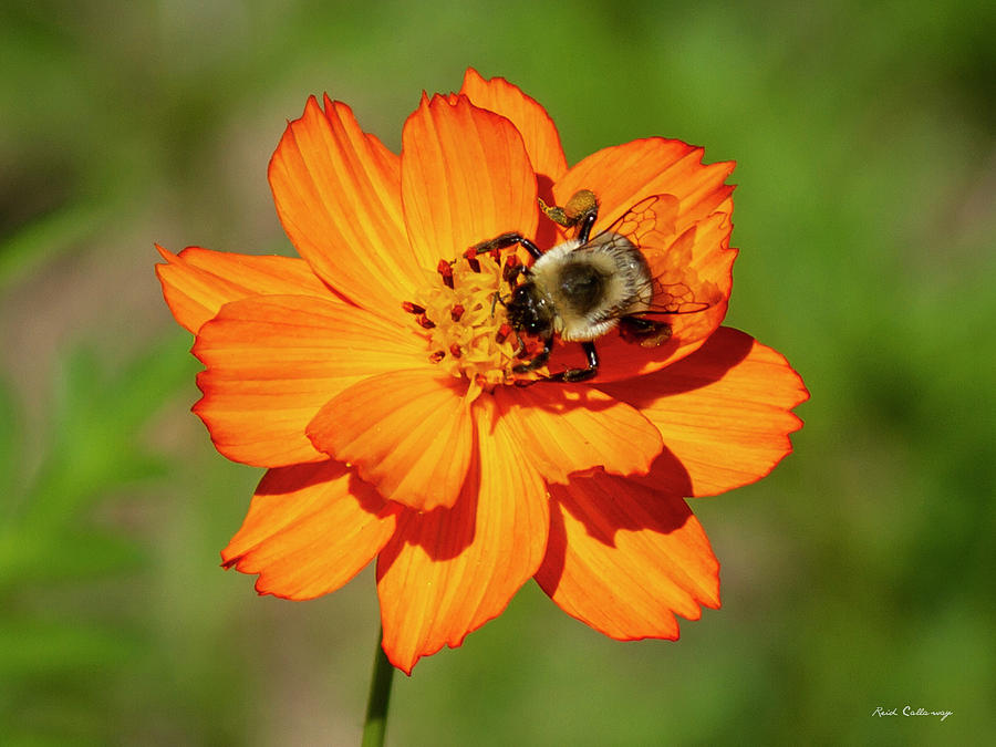 Bumble Bee Concentration Flower Garden Wildlife Art  Photograph by Reid Callaway