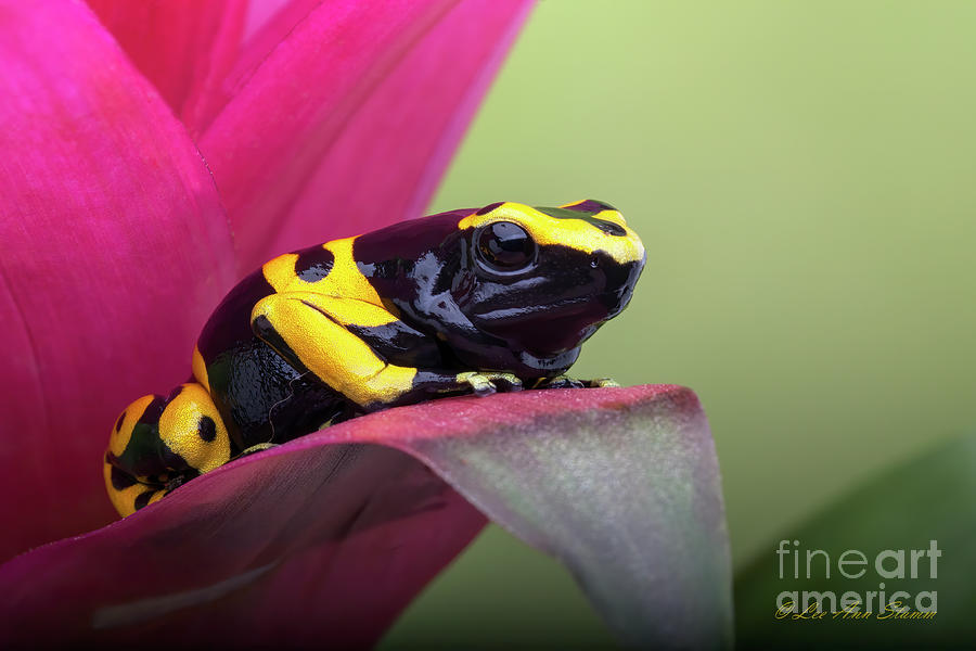 Bumblebee Dart Frog ubicaciondepersonas.cdmx.gob.mx