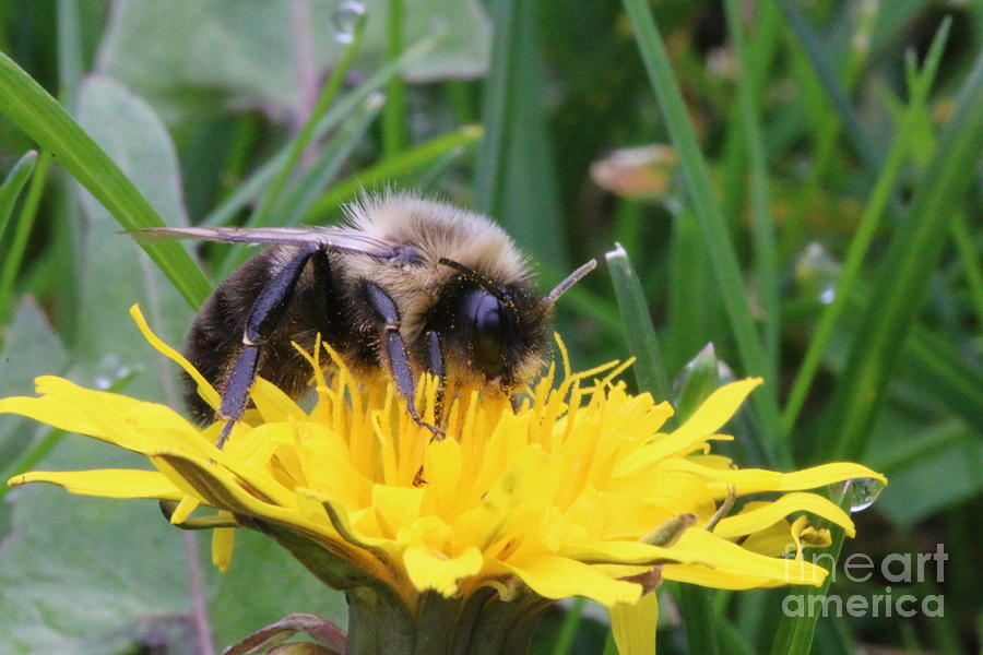 Bumble Bee Photograph by Edward R Wisell