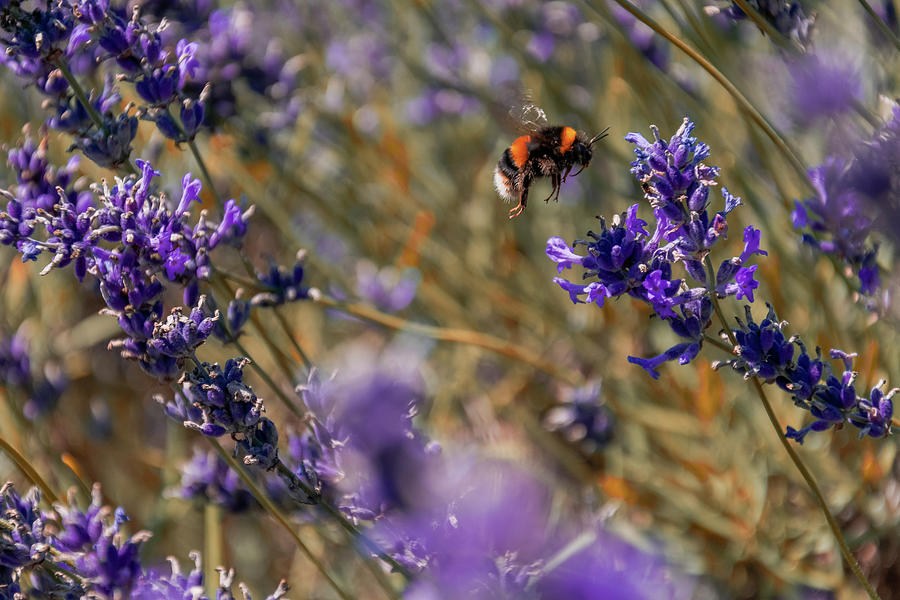 Bumble Bee Flying Photograph by Angela Carrion Photography