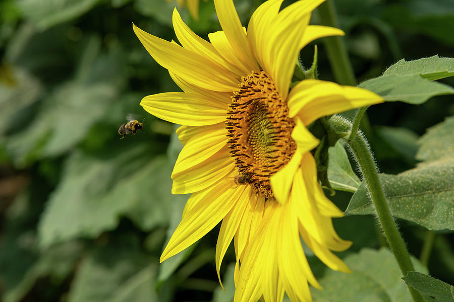 Bumble bee flying to the sunflower Photograph by Dan Friend