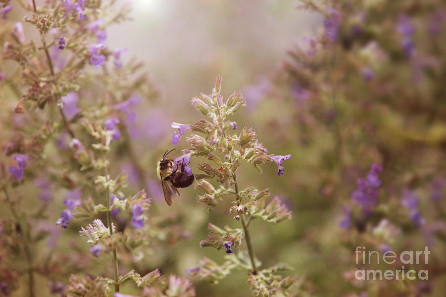 Nature Photograph - Bumble Bee Gathering Nectar in a Garden by Diane Diederich