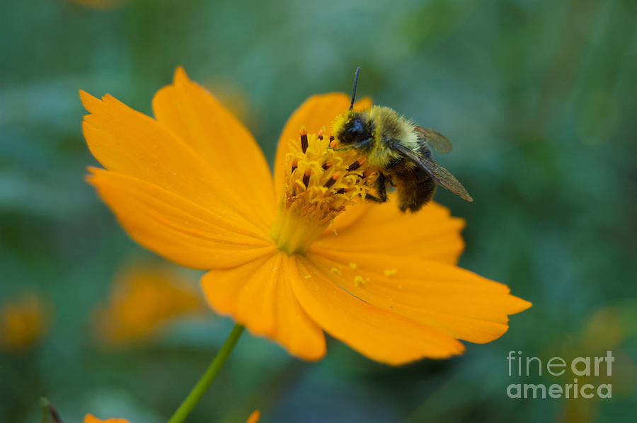 Bumble Bee Gathering Pollen On An Orange Cosmos. Photograph by Tom Wurl