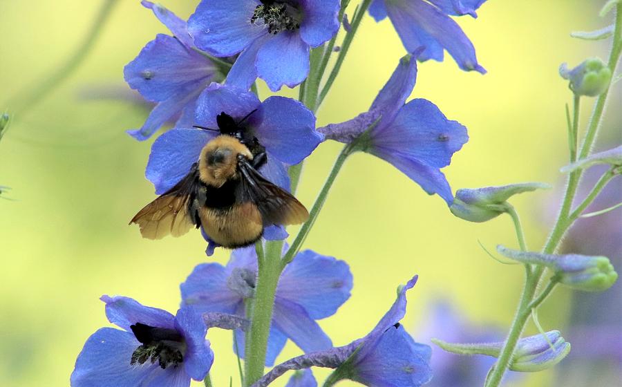 Bumble Bee Photograph by Gerry Bates