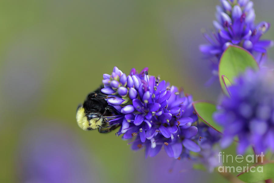 Bumble Bee Hanging Sideways Photograph by Nancy Gleason