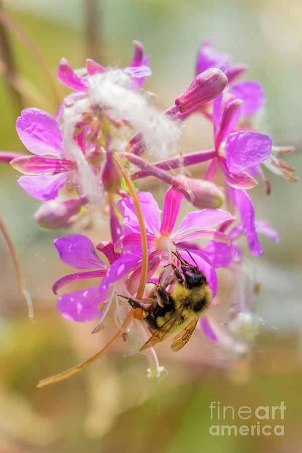 Summer Photograph - Bumble Bee Hangs from Fireweed Blossom in Idaho by Nancy Gleason