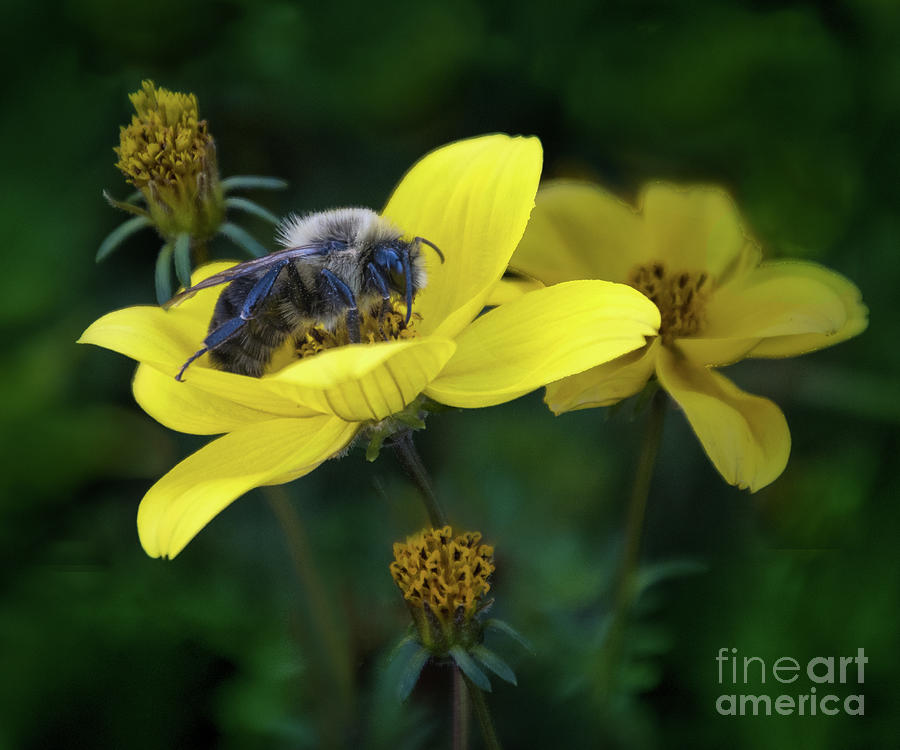 Bumble Bee Photograph