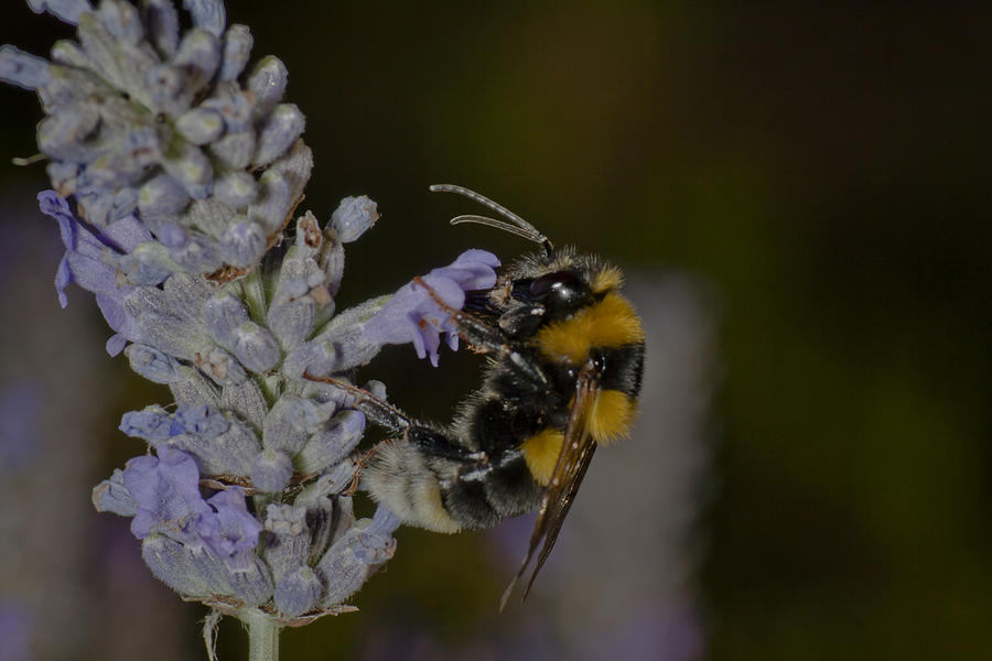 Bumble bee in action Photograph by Adriano Ficarelli