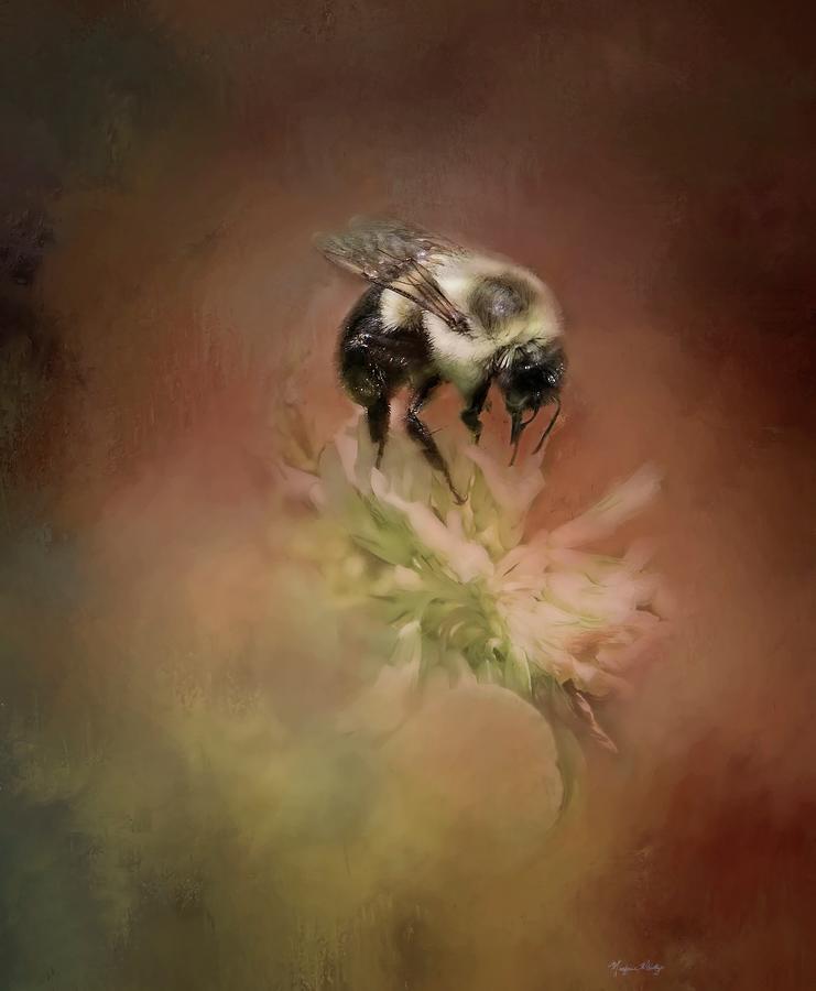 Bumble Bee in Clover  Photograph by Marjorie Whitley