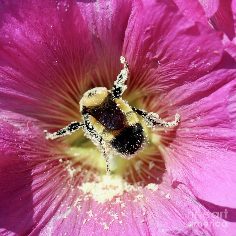 Bumble Bee in Pink Hollyhock Macro Photograph by Carol Groenen