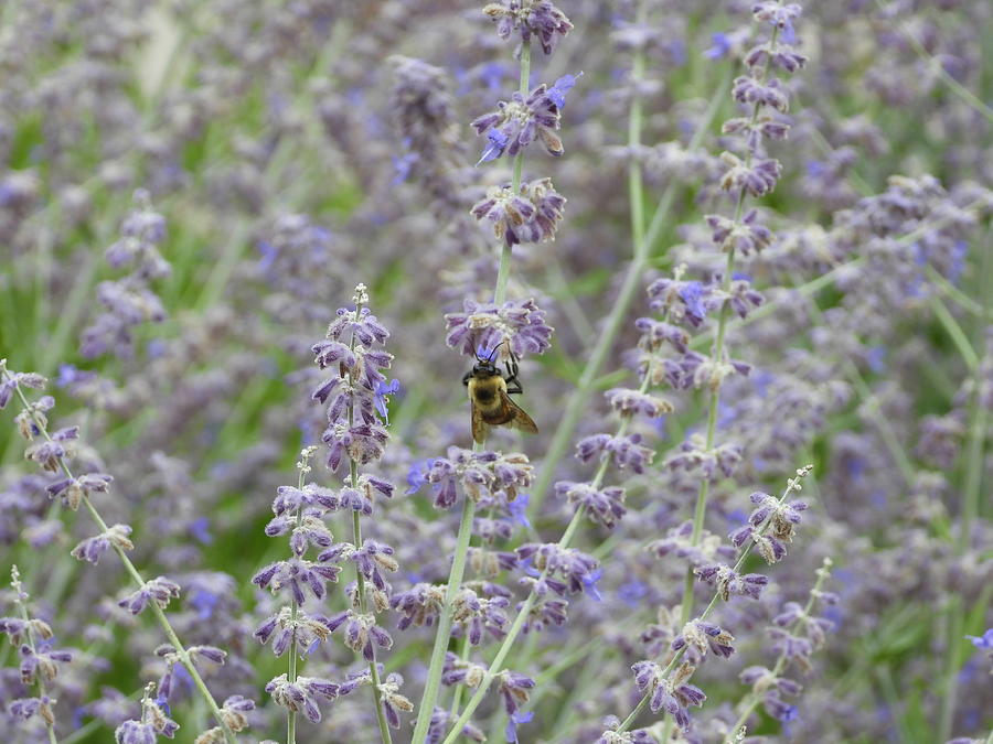 Bumble Bee in the Lavender Photograph by Amanda R Wright
