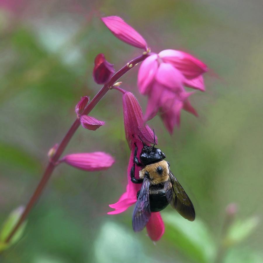 Summer Photograph - Bumble Bee in the Pink  by Mary Lynn Giacomini