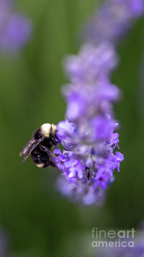 Bumble Bee Photograph - Bumble Bee by Kasra Rassouli Bumble Bee Photograph - Bumble Bee by Kasra Rassouli